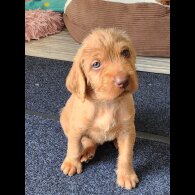 Hungarian Vizsla - Both