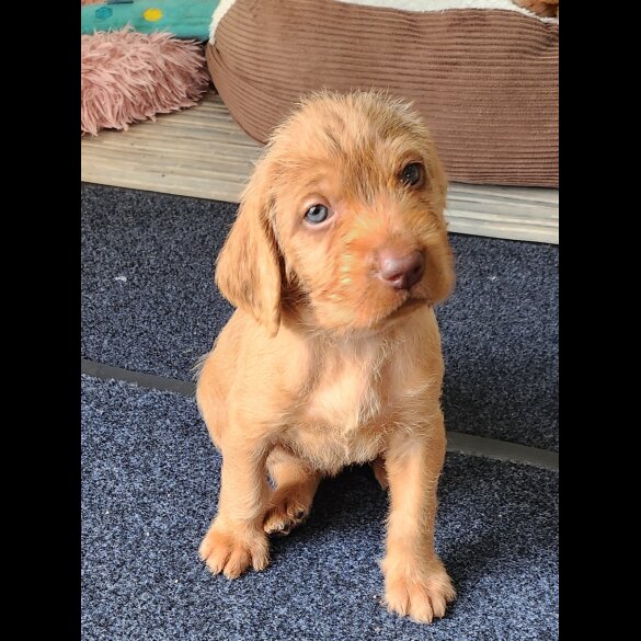 Hungarian Vizsla - Both