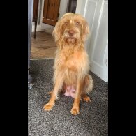 Hungarian Vizsla - Both