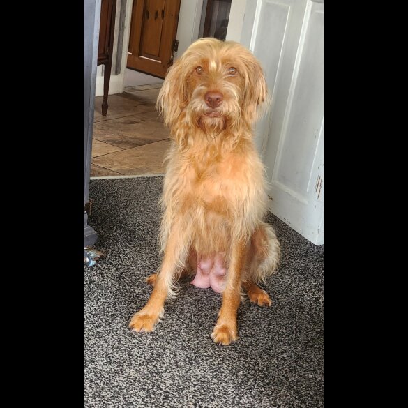 Hungarian Vizsla - Both