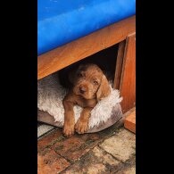 Hungarian Vizsla - Both