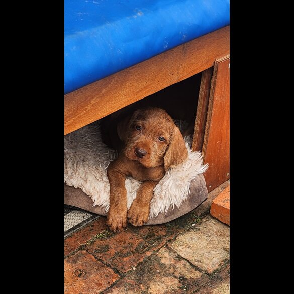 Hungarian Vizsla - Both