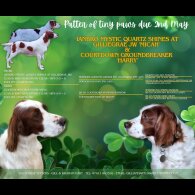Irish Red and White Setter - Dogs