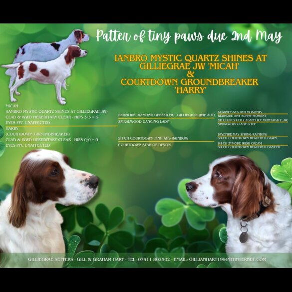 Irish Red and White Setter - Dogs