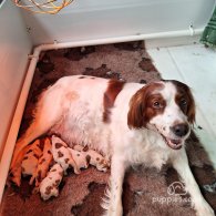 Irish Red and White Setter - Dogs