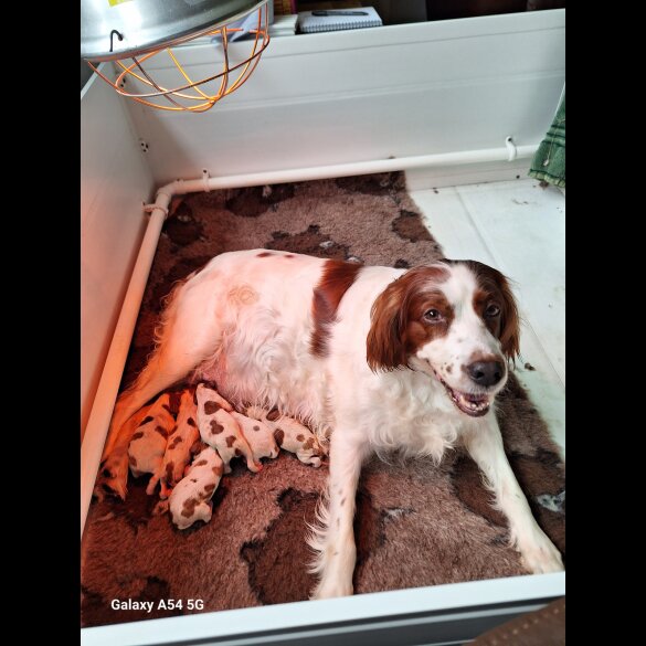 Irish Red and White Setter - Dogs