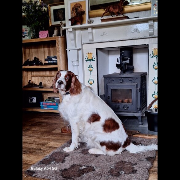 Irish Red and White Setter - Dogs