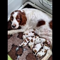 Irish Red and White Setter - Dogs