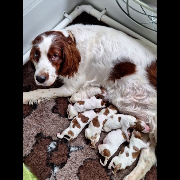 Irish Red and White Setter - Dogs