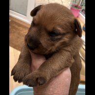 Irish Terrier - Both