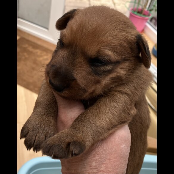 Irish Terrier - Both