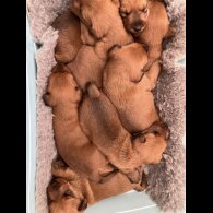 Irish Terrier - Both
