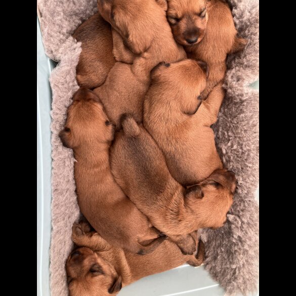 Irish Terrier - Both