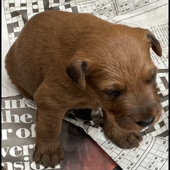 Irish Terrier - Both