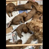Irish Terrier - Both