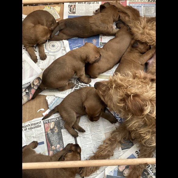 Irish Terrier - Both
