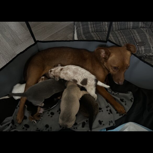 Jack Russell - Both