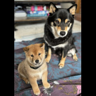Japanese Shiba Inu - Both