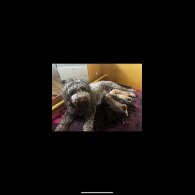 Labradoodle - Both