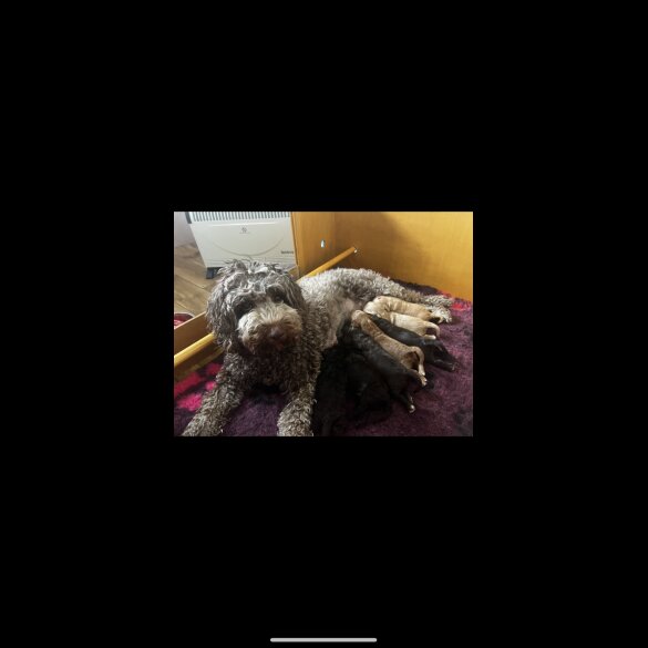 Labradoodle - Both