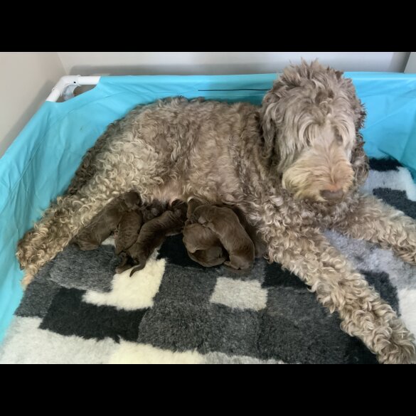 Labradoodle - Both