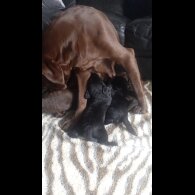 Labradoodle - Both