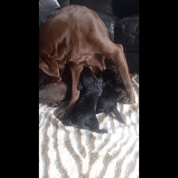 Labradoodle - Both