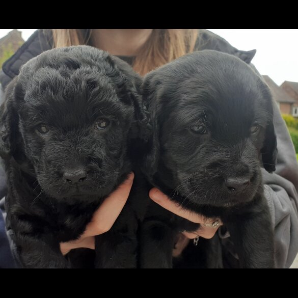 Labradoodle - Both