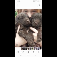 Labradoodle - Both