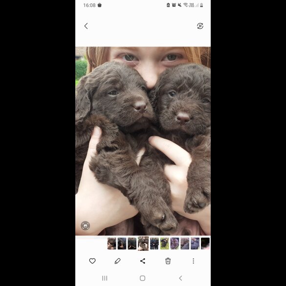 Labradoodle - Both