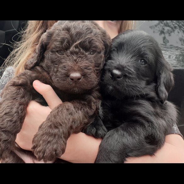 Labradoodle - Both