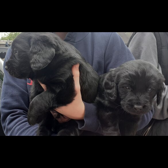 Labradoodle - Both