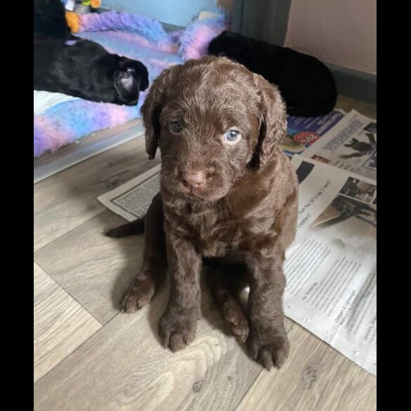 Labradoodle - Both