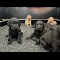 Labrador Retriever - Both