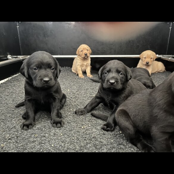 Labrador Retriever - Both