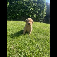 Labrador Retriever - Both