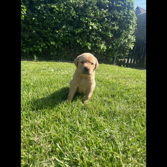 Labrador Retriever - Both