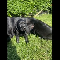 Labrador Retriever - Both