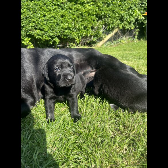 Labrador Retriever - Both