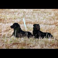 Labrador Retriever - Both
