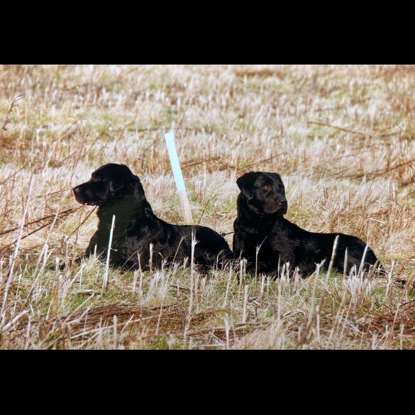Labrador Retriever - Both