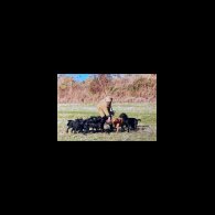 Labrador Retriever - Both