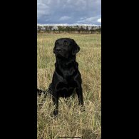 Labrador Retriever - Both