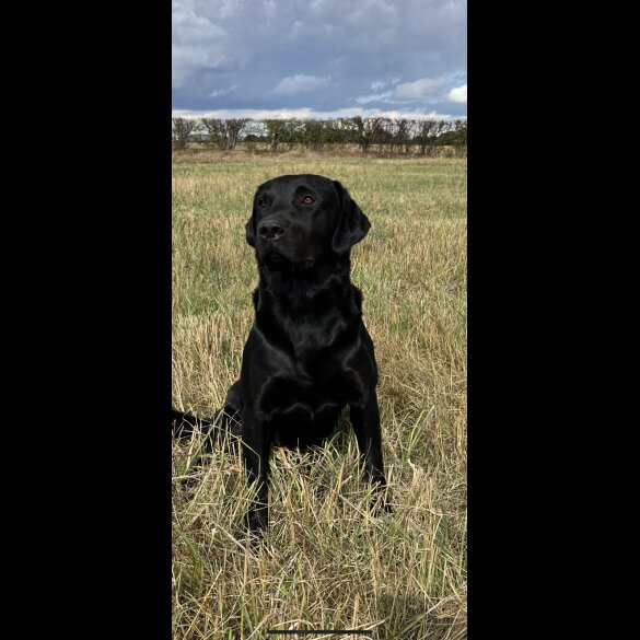 Labrador Retriever - Both