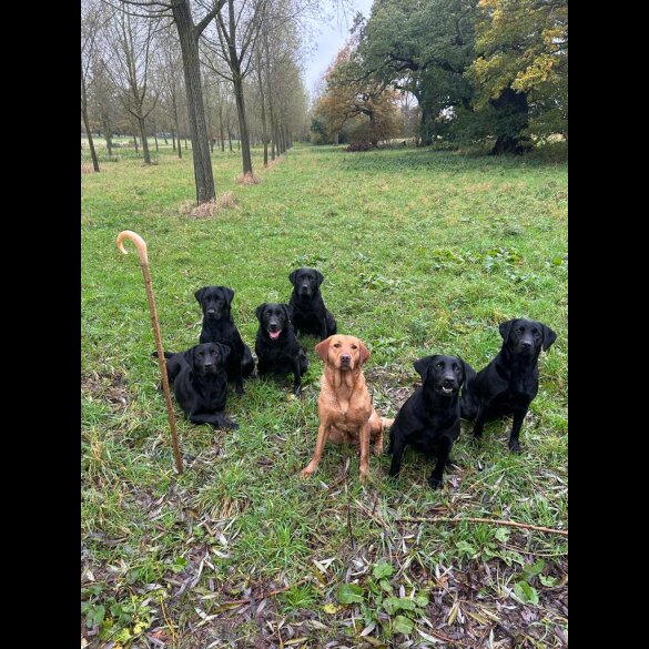 Labrador Retriever - Both