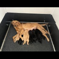Labrador Retriever - Both