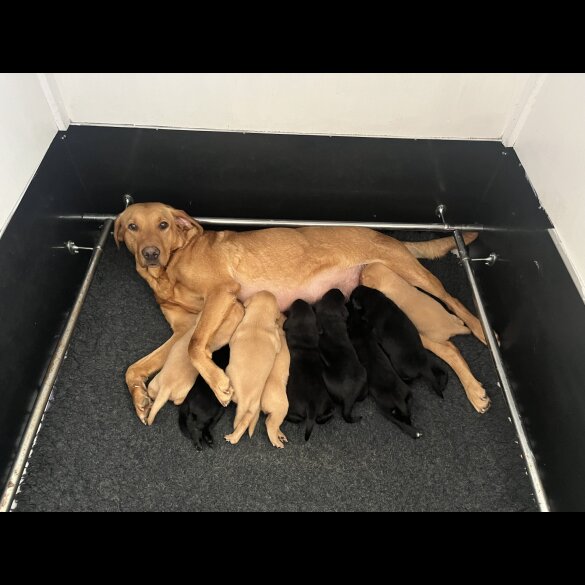 Labrador Retriever - Both