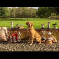 Labrador Retriever - Both