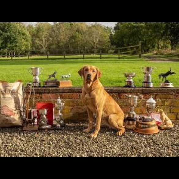 Labrador Retriever - Both