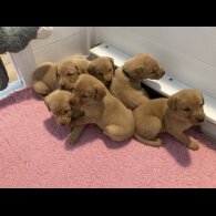 Labrador Retriever - Both